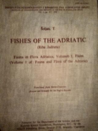 fishes of the adriatic  