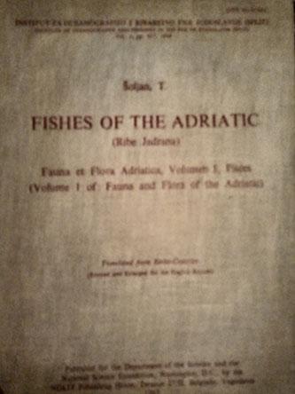 fishes of the adriatic 